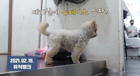 청하가  임시보호중인 강아지