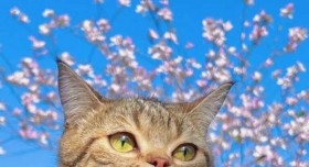 꽃구경 나와서 행복한 고양이